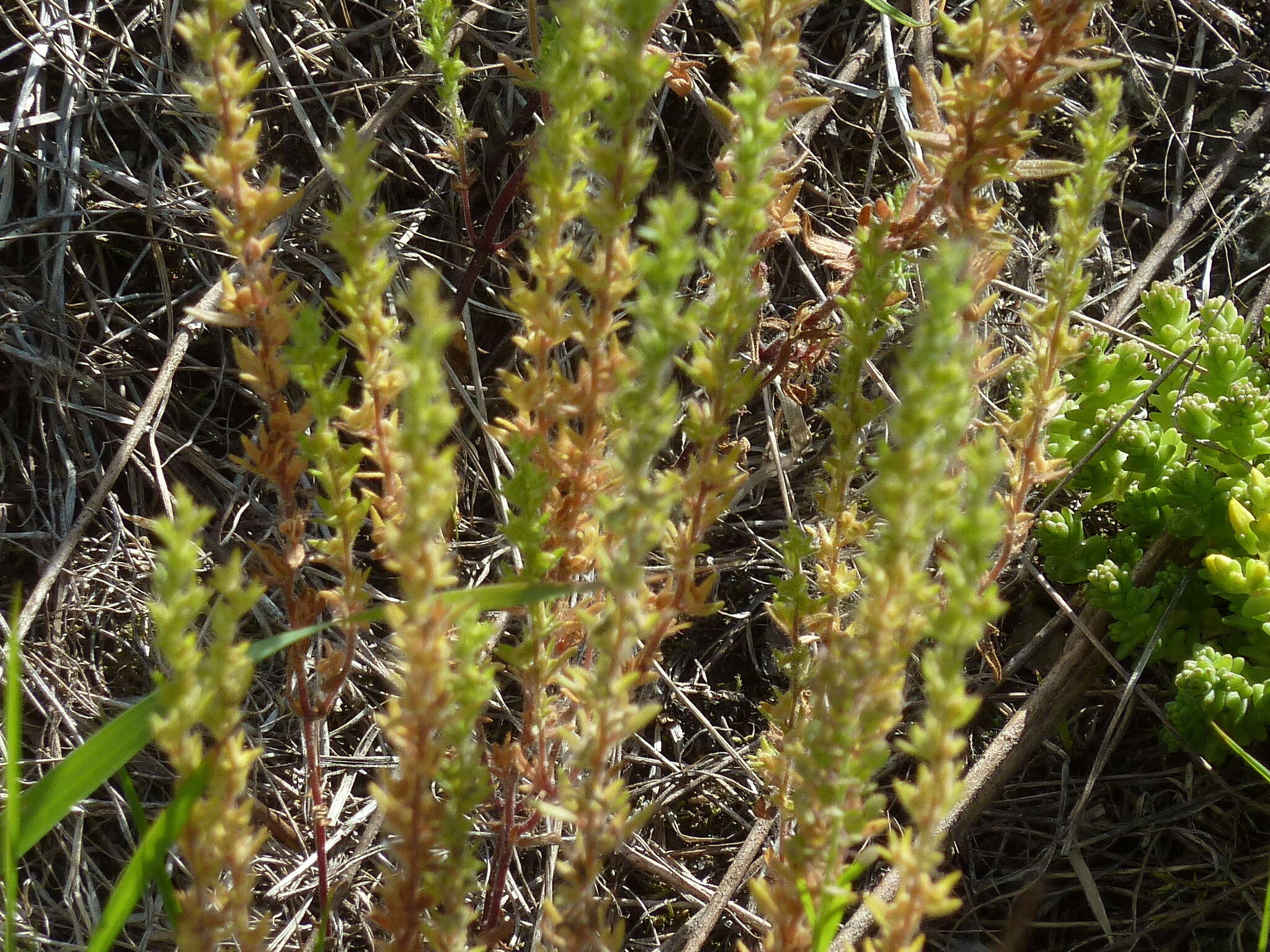 Image of spring speedwell