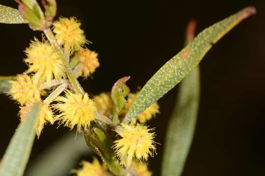 Acacia ausfeldii Regel的圖片