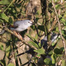 Image of Red-winged Grey Warbler