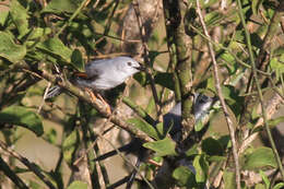 Image of Red-winged Grey Warbler