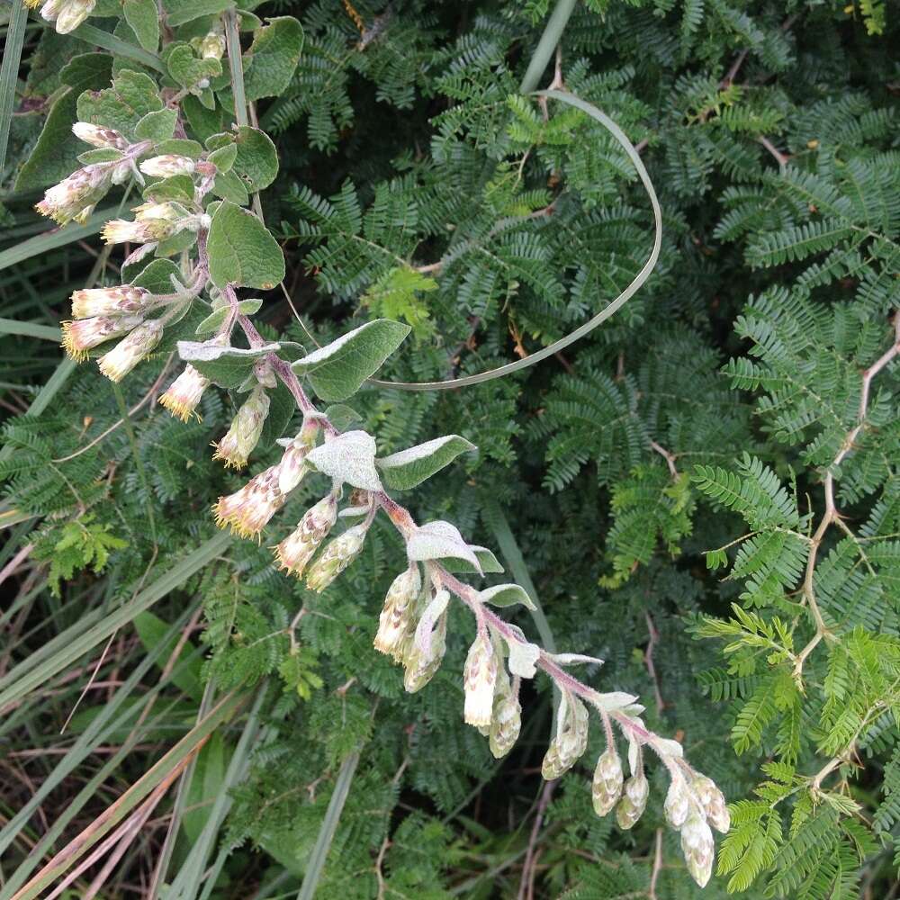 Brickellia secundiflora (Lag.) A. Gray的圖片