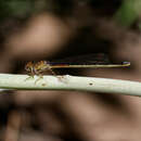 Image of Andinagrion peterseni (Ris 1908)