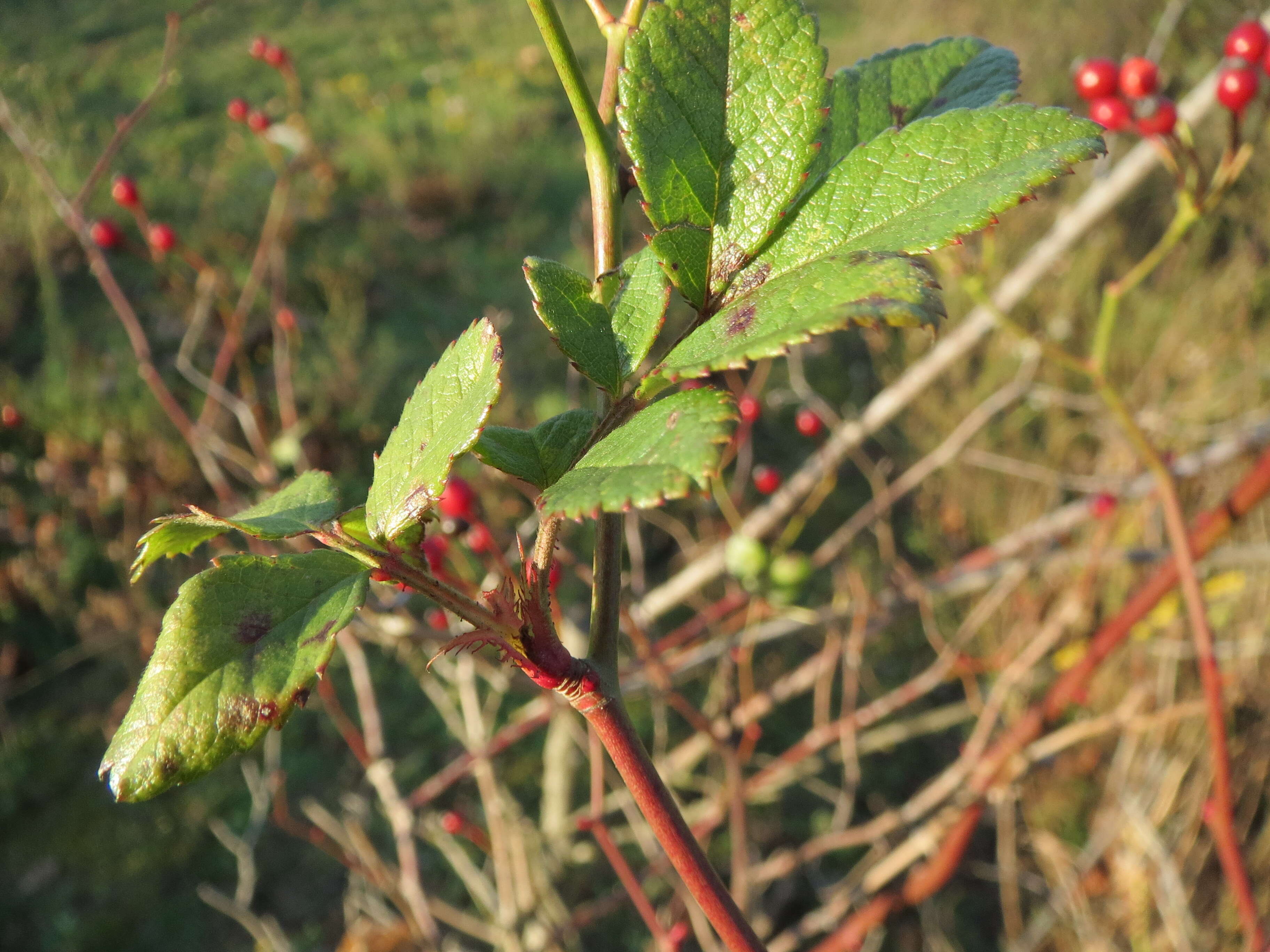 Imagem de Rosa multiflora Thunb.