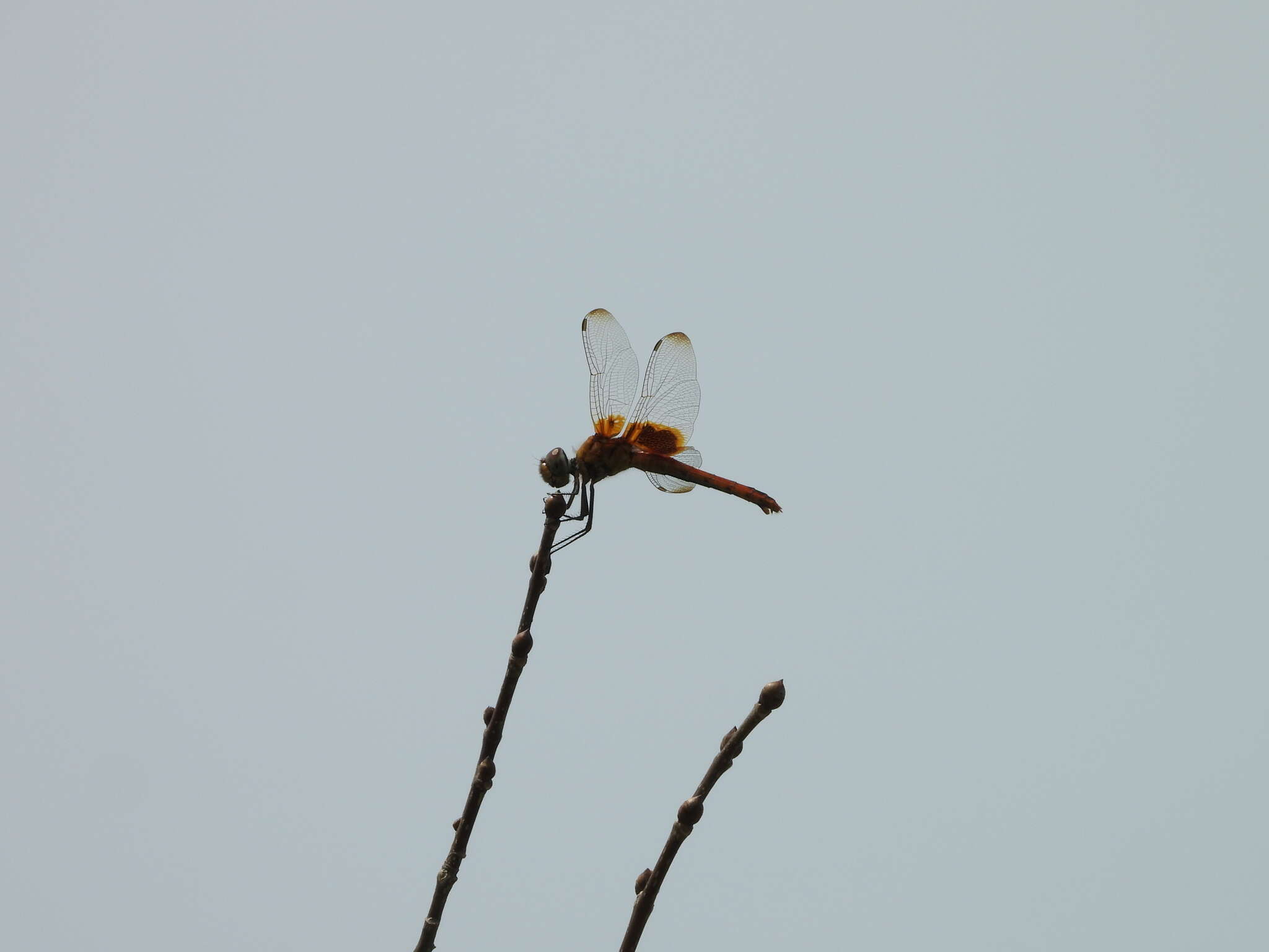 <i>Urothemis signata yiei</i> Asahina 1972 resmi