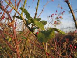 Image of Baby Rose