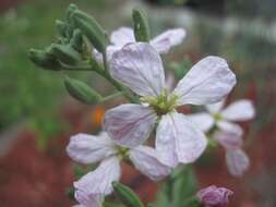 Image of cultivated radish