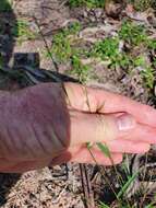 Image of spreading panicgrass