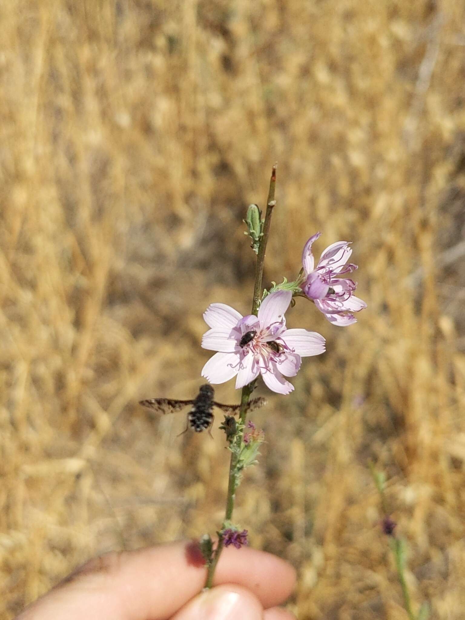 صورة Stephanomeria virgata subsp. virgata