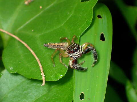 Image of Jumping spider