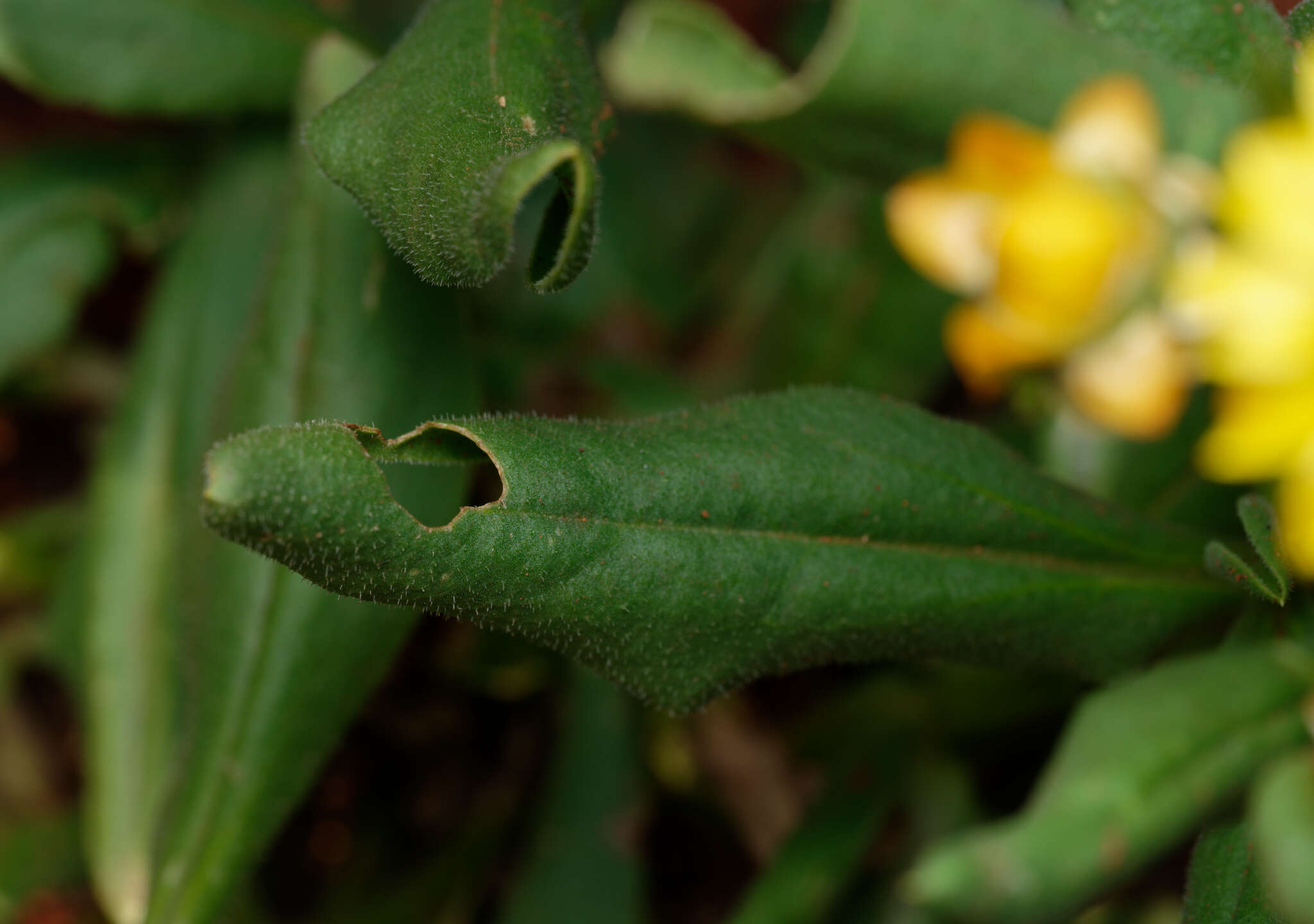 Plancia ëd Xerochrysum interiore Paul G. Wilson