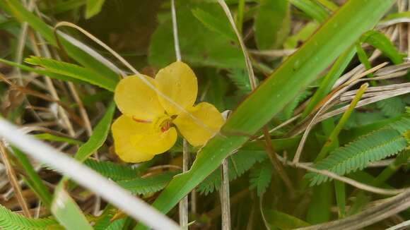 Image of Chamaecrista capensis (Thunb.) E. Mey.