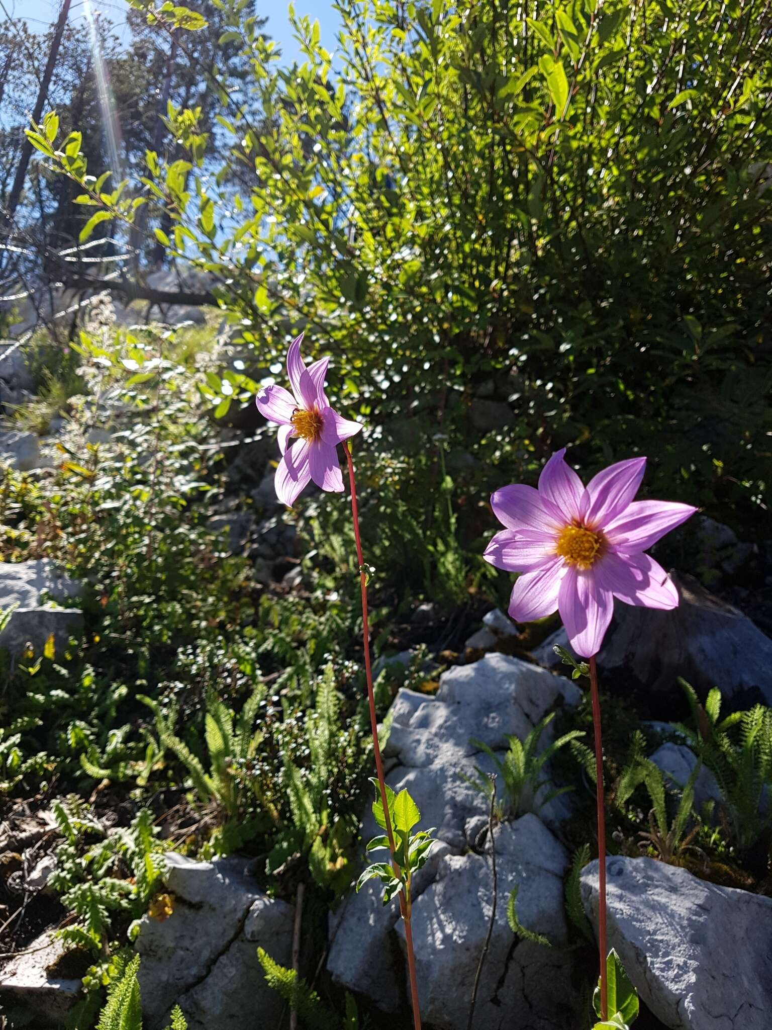 Image of Dahlia tubulata P. D. Sorensen