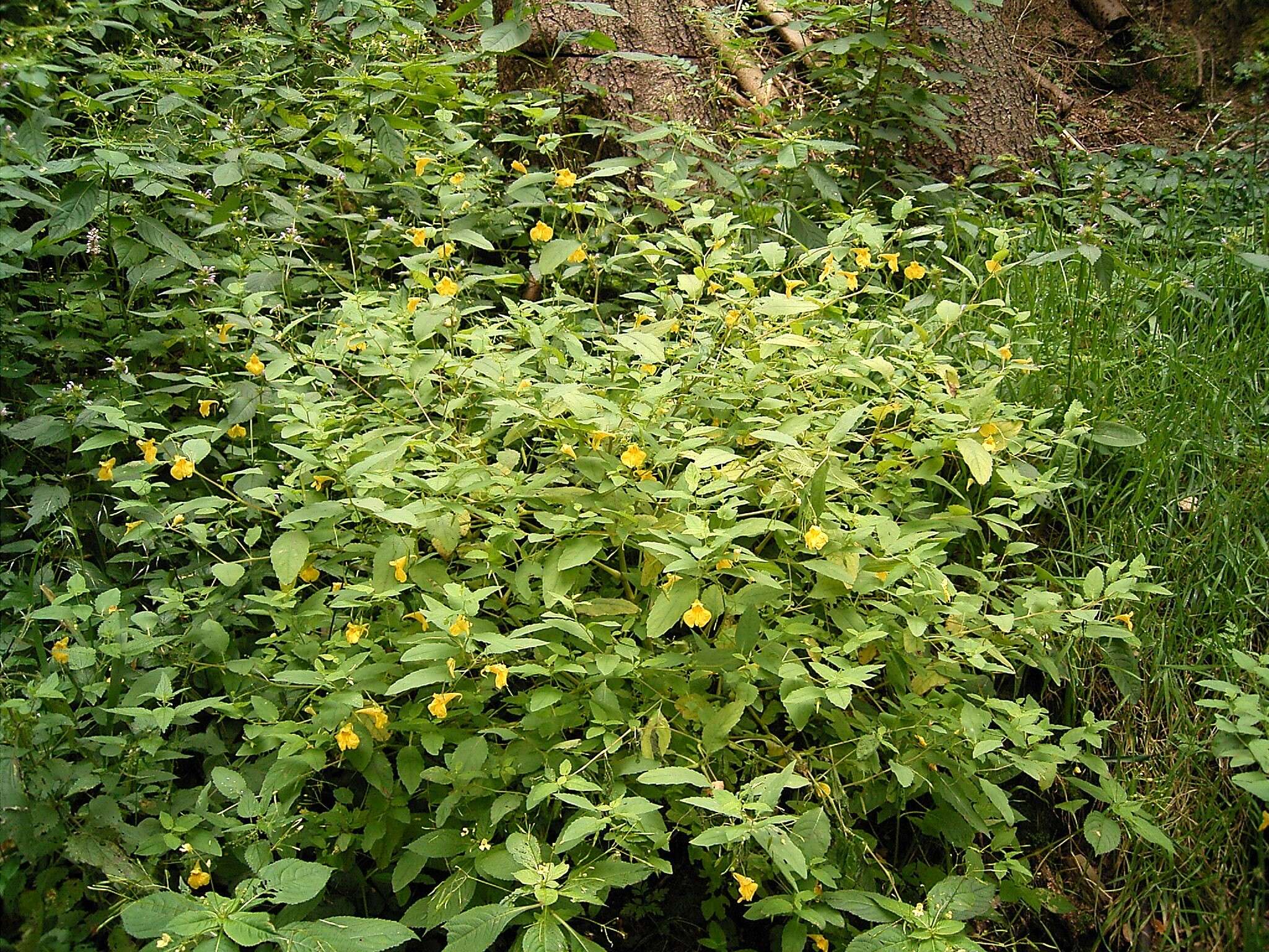 Image of Jewelweed