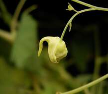 Image of Jewelweed