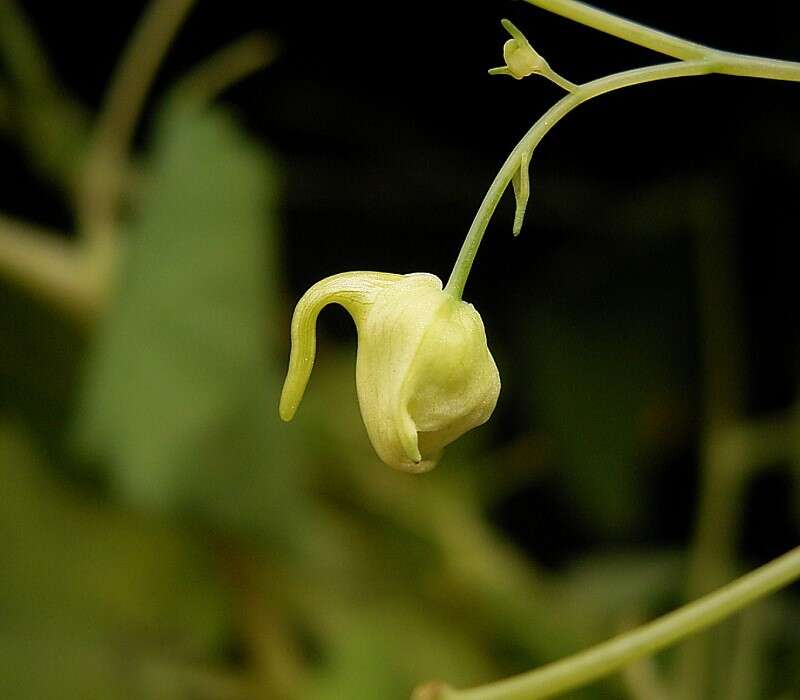 Image of Jewelweed