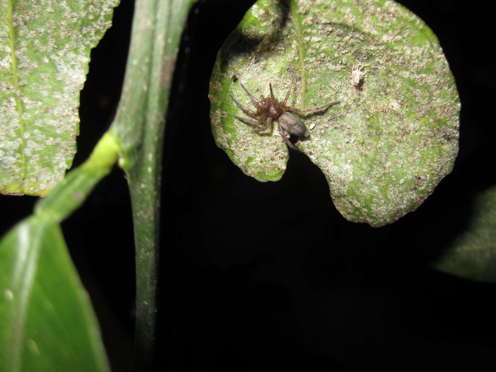 Image of Intruda signata (Hogg 1900)