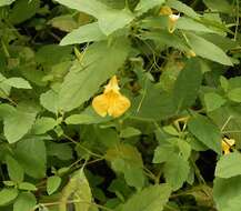 Image of Jewelweed