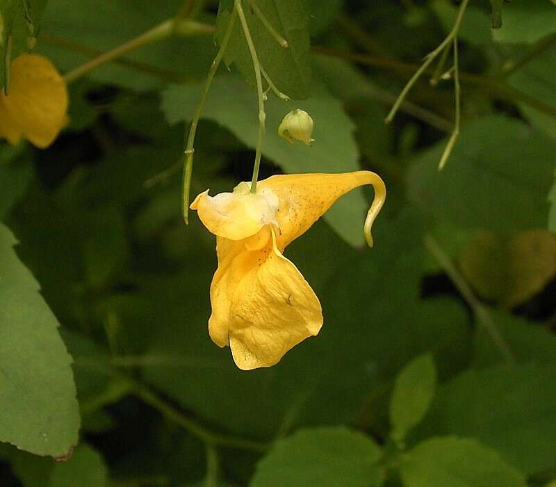 Image of Jewelweed