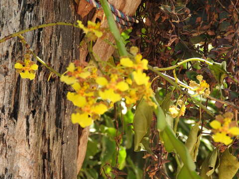 Image of Trichocentrum brachyphyllum (Lindl.) R. Jiménez