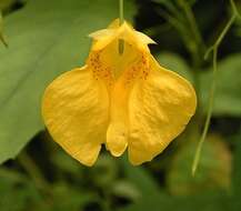 Image of Jewelweed