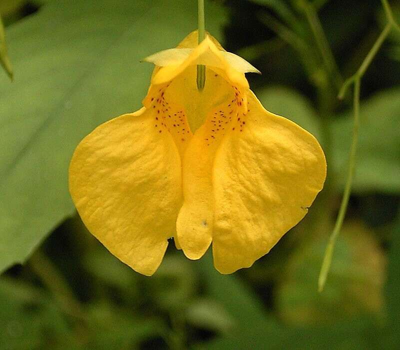 Image of Jewelweed