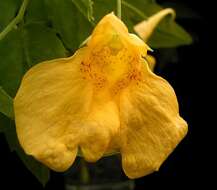 Image of Jewelweed