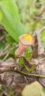 Image of Aristolochia triangularis Cham.