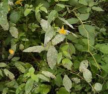 Image of Jewelweed