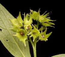 Image of boneset