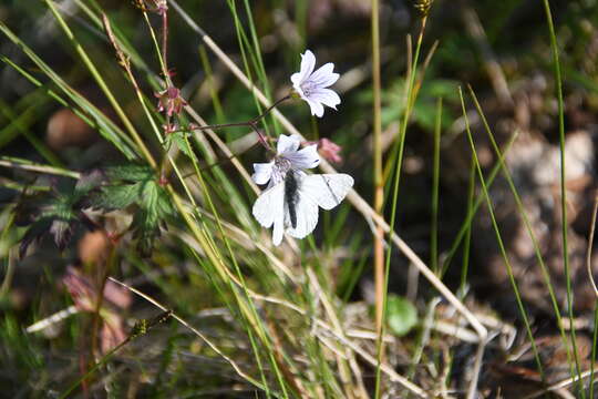 Image of Wood Crane's-bill