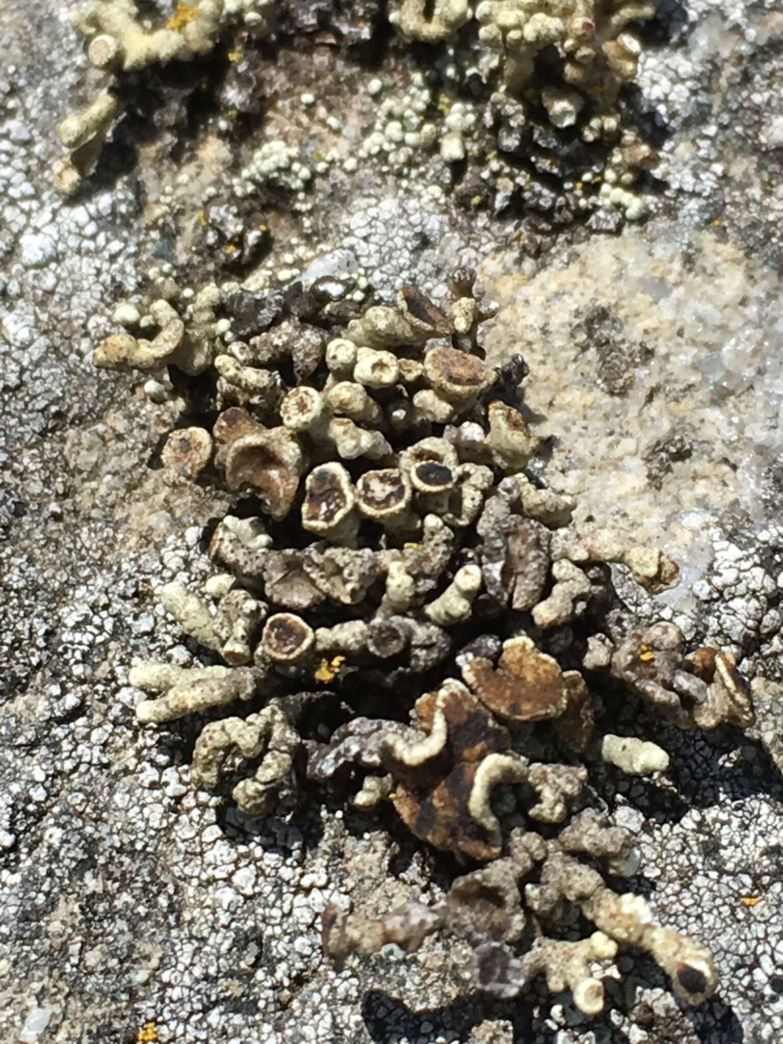 Image of Bolander's cladidium lichen