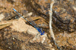 Image of Blue-ringed Dancer