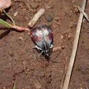 Image of Anatralata versicolor Warren 1892