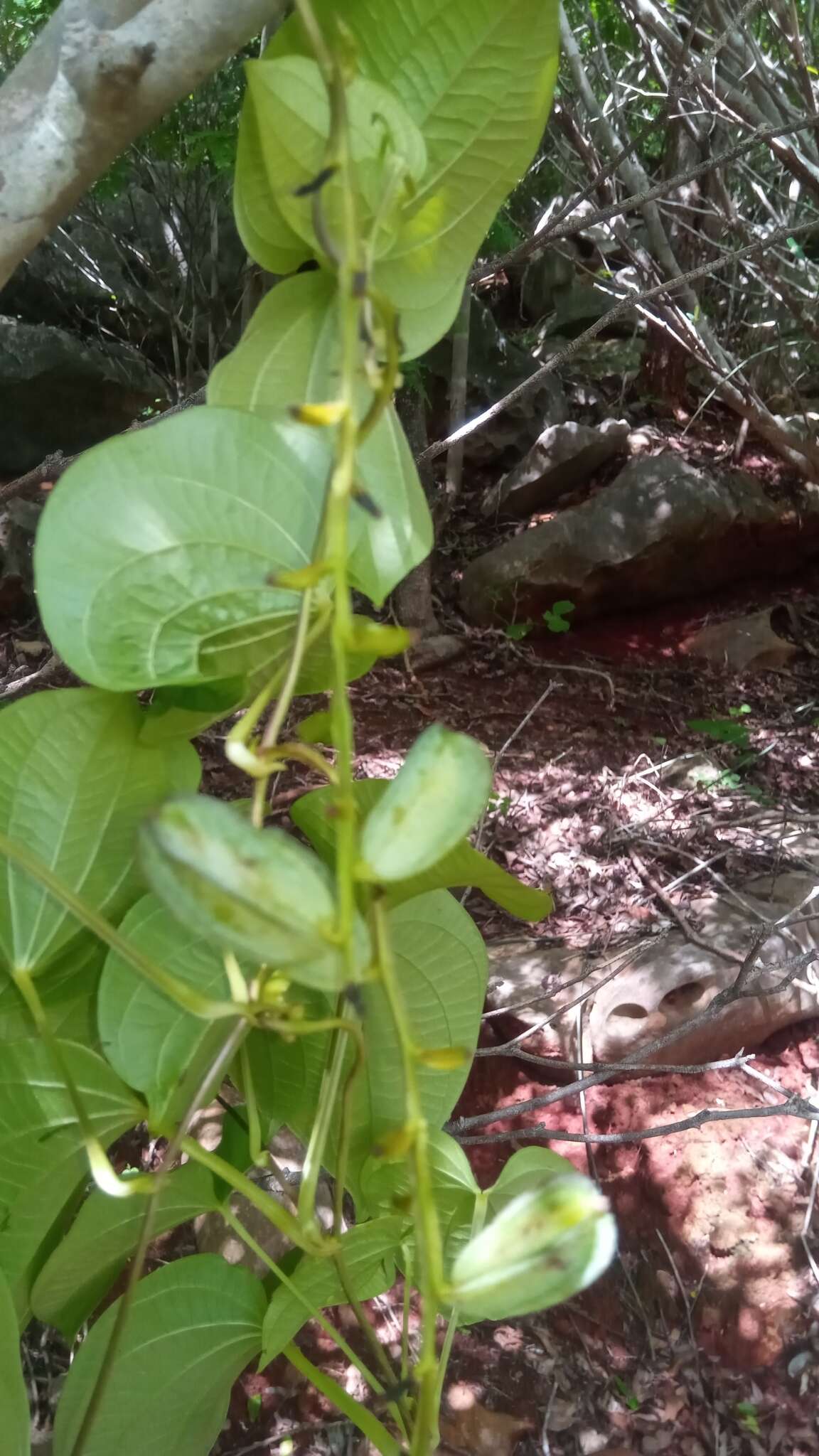 Image of Dioscorea buckleyana Wilkin