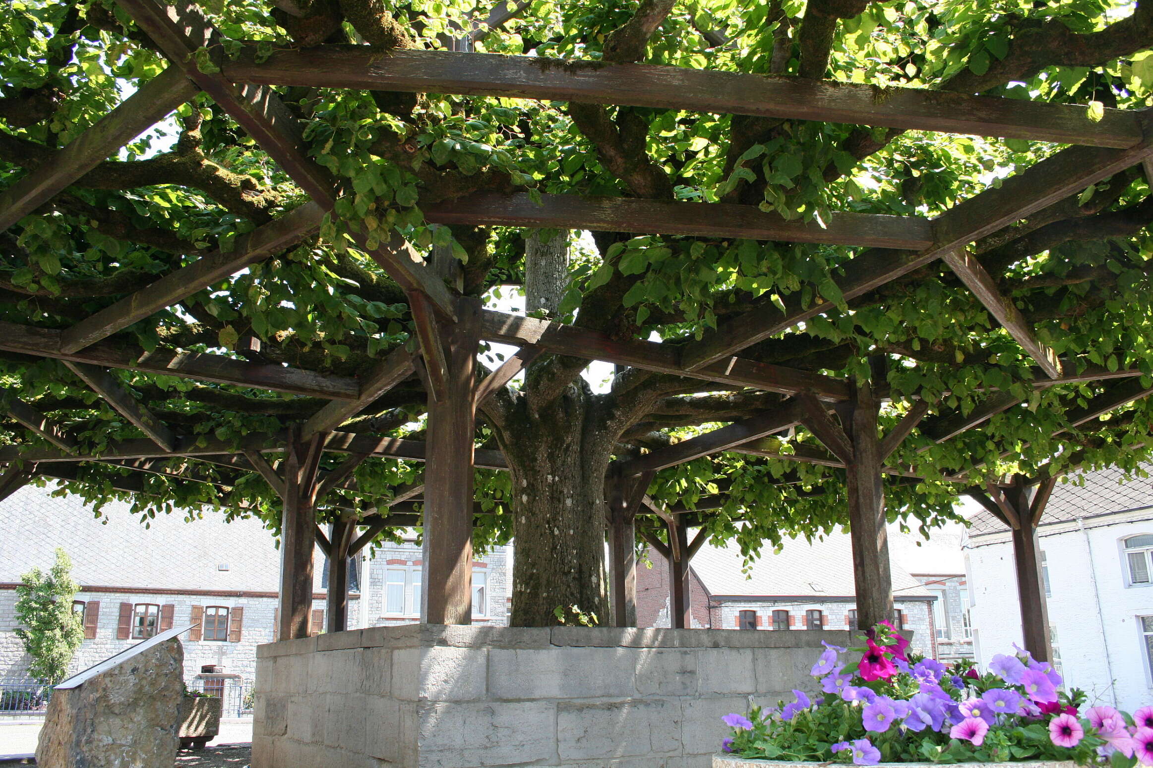 Image of Large-leaved Lime