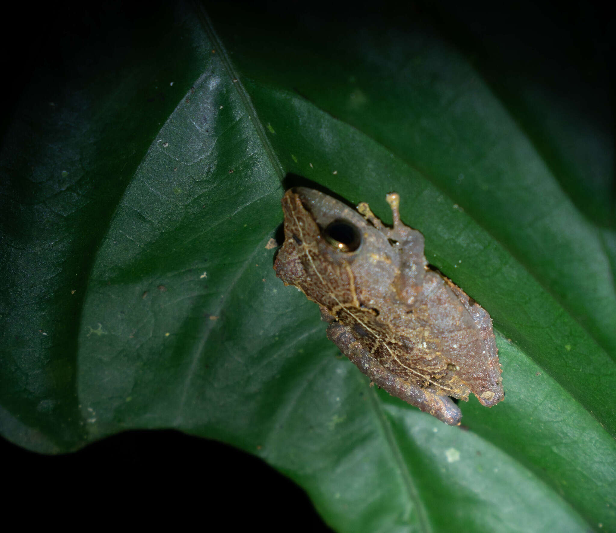 Image of Pristimantis kichwarum Elmer & Cannatella 2008