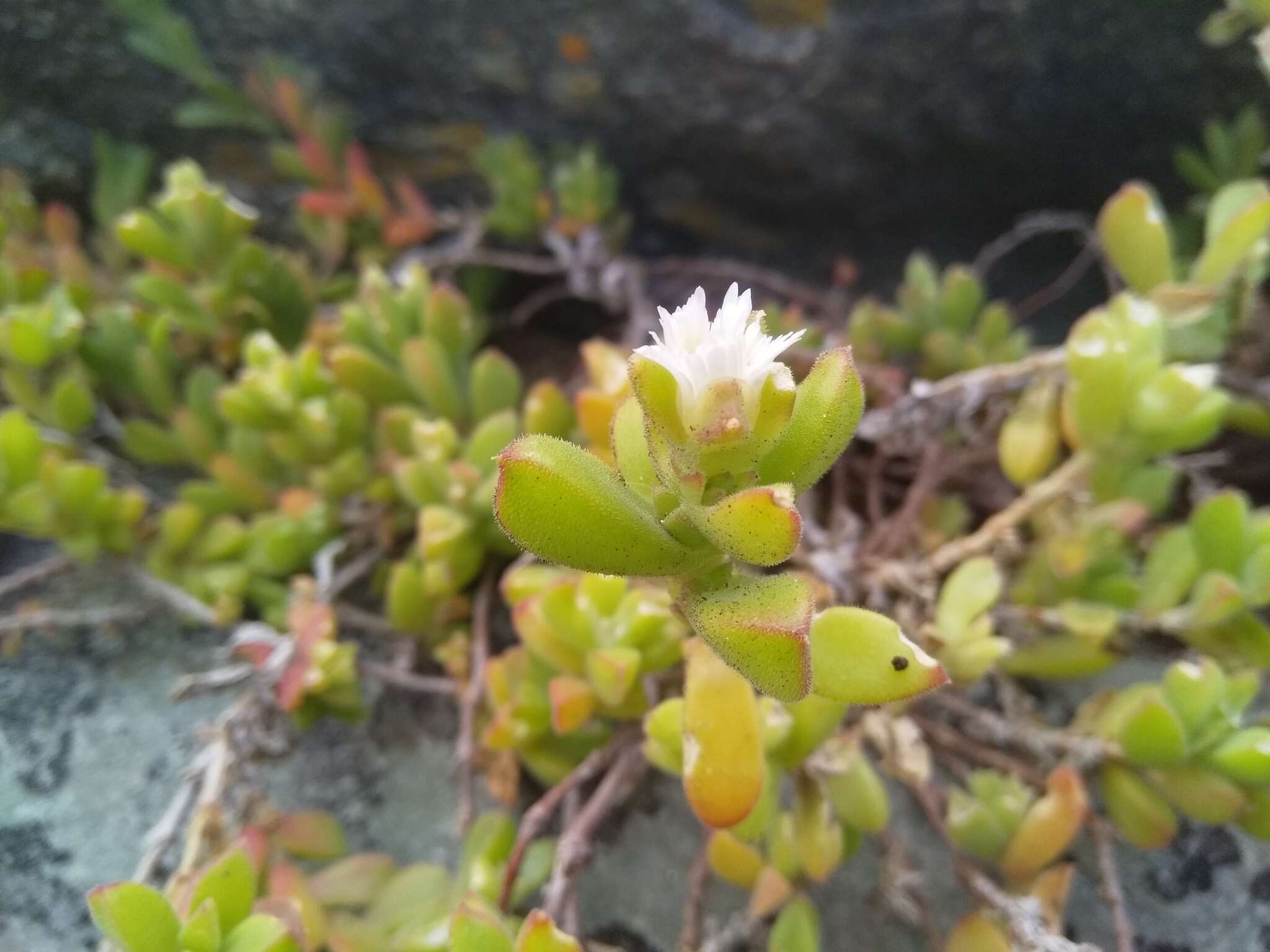 Image of Delosperma patersoniae (L. Bol.) L. Bol.