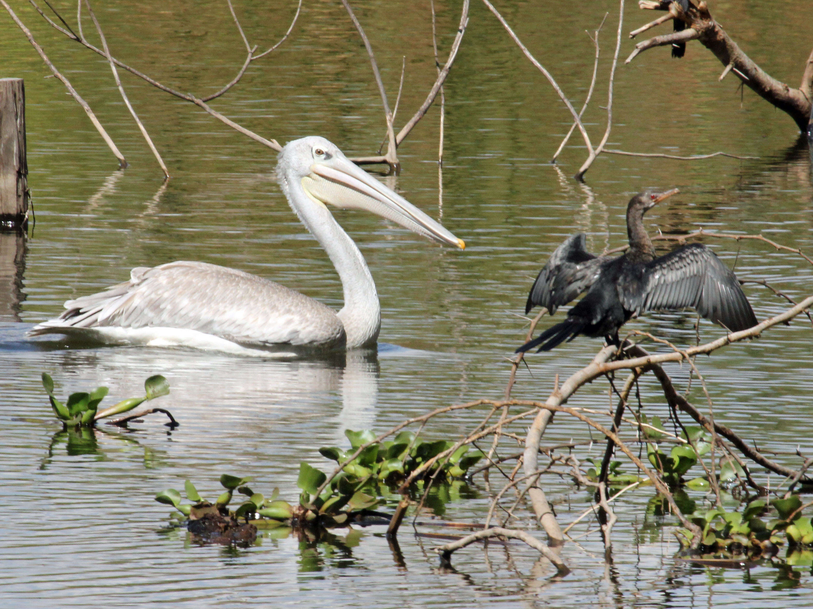 Image of Pink-backed Pelican