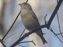 Image of Chloris chloris chloris (Linnaeus 1758)