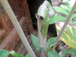 Слика од Arisaema triphyllum (L.) Schott