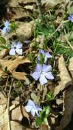 Image of Common Periwinkle