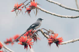 Image of Long-tailed Sibia