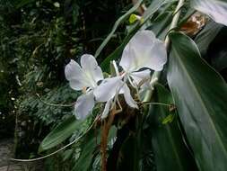 Imagem de Hedychium coronarium J. Koenig