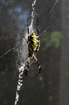 Image of Black-and-Yellow Argiope