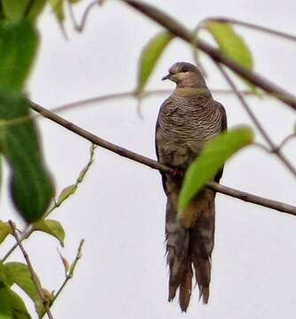 Image of Barred Cuckoo Dove