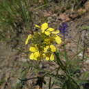 Imagem de Erysimum pseudorhaeticum Polatschek