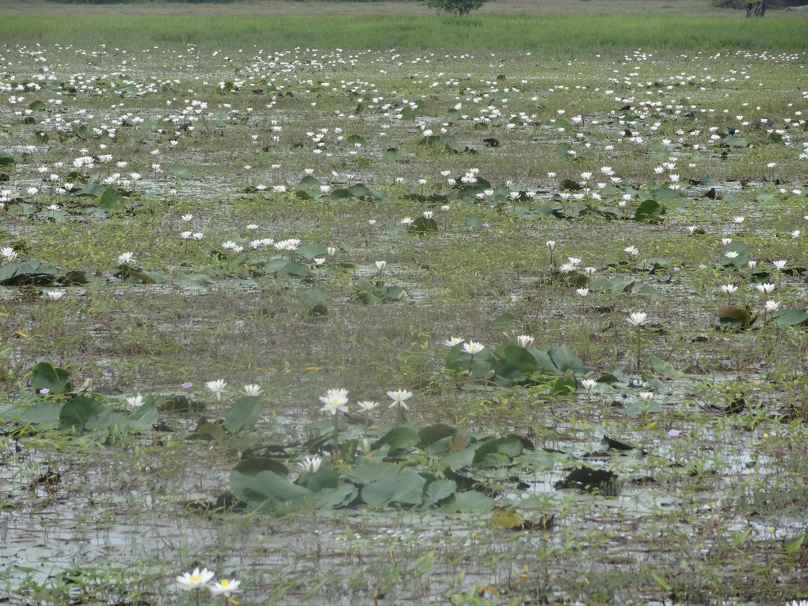 Imagem de Nymphaea nouchali var. pubescens (Willd.) Hook. fil. & Thoms.