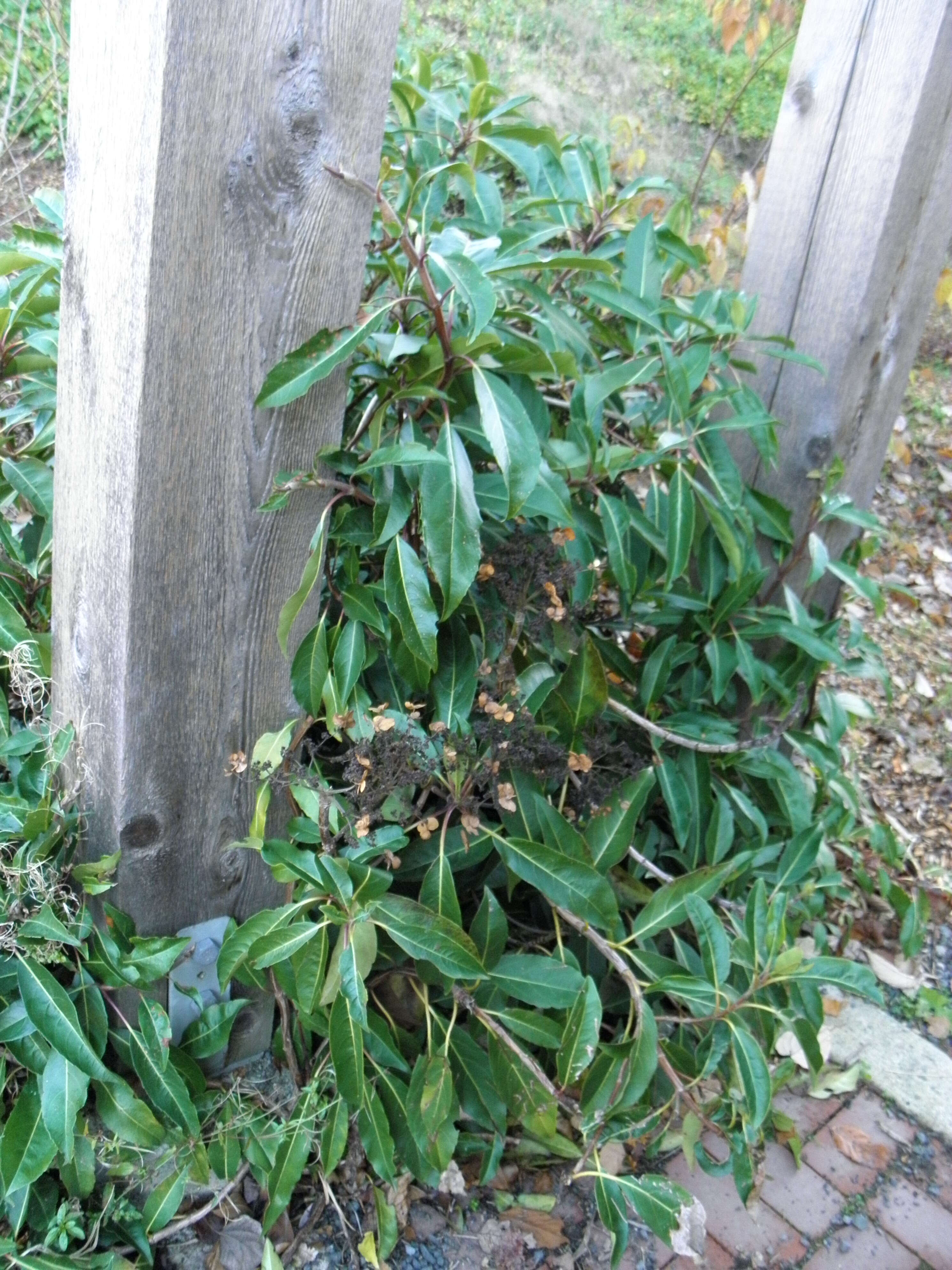 Image of Hydrangea integrifolia Hayata