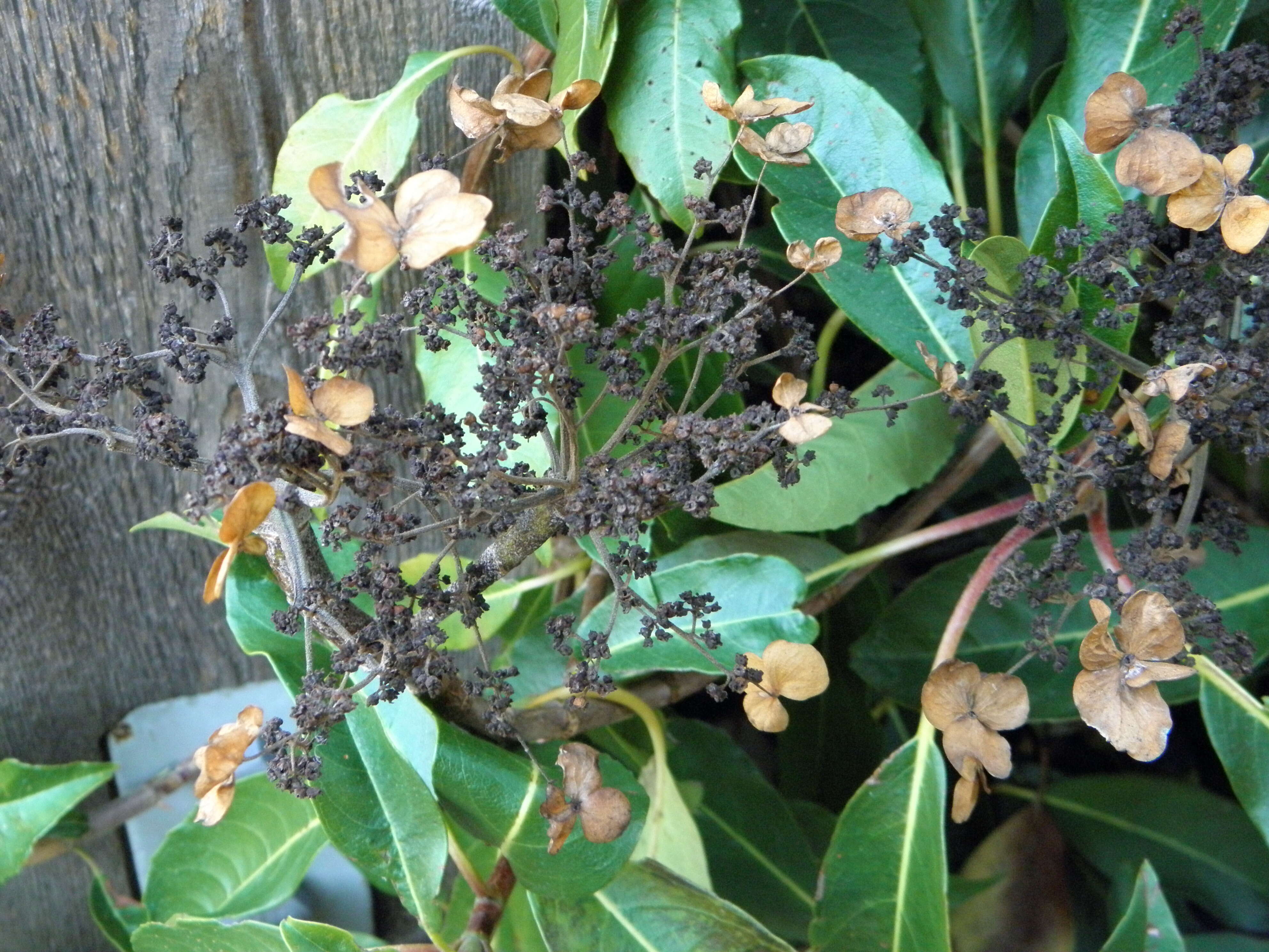 Image of Hydrangea integrifolia Hayata