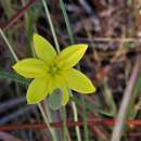 Image of fringed yellow star-grass